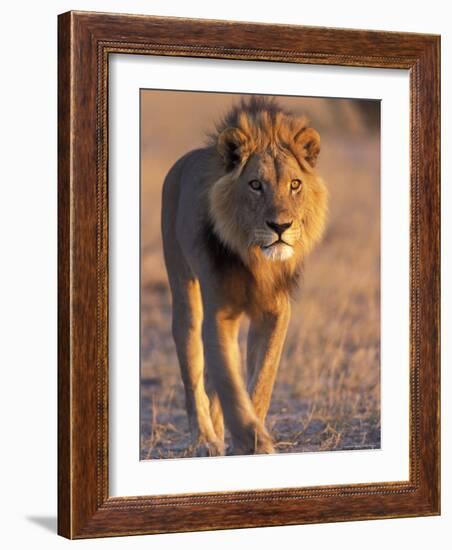 Lion, (Panthera Leo), Savuti, Chobe National Park, Botswana-Thorsten Milse-Framed Photographic Print