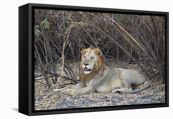 Lion (Panthera leo), Selous Game Reserve, Tanzania, East Africa, Africa-James Hager-Framed Premier Image Canvas