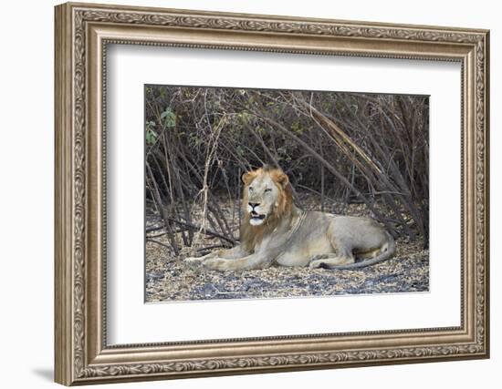 Lion (Panthera leo), Selous Game Reserve, Tanzania, East Africa, Africa-James Hager-Framed Photographic Print