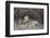 Lion (Panthera leo), Selous Game Reserve, Tanzania, East Africa, Africa-James Hager-Framed Photographic Print