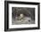 Lion (Panthera leo), Selous Game Reserve, Tanzania, East Africa, Africa-James Hager-Framed Photographic Print