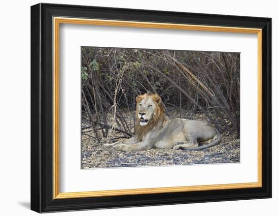 Lion (Panthera leo), Selous Game Reserve, Tanzania, East Africa, Africa-James Hager-Framed Photographic Print