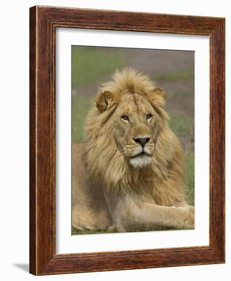 Lion (Panthera Leo), Serengeti National Park, Tanzania, East Africa, Africa-James Hager-Framed Photographic Print