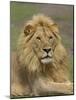 Lion (Panthera Leo), Serengeti National Park, Tanzania, East Africa, Africa-James Hager-Mounted Photographic Print