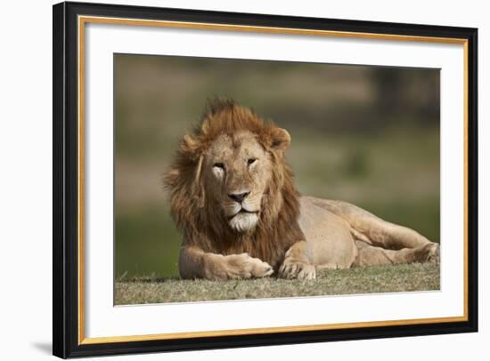 Lion (Panthera Leo), Serengeti National Park, Tanzania, East Africa, Africa-James Hager-Framed Photographic Print