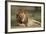 Lion (Panthera Leo), Serengeti National Park, Tanzania, East Africa, Africa-James Hager-Framed Photographic Print