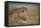 Lion (Panthera Leo), Serengeti National Park, Tanzania, East Africa, Africa-James Hager-Framed Premier Image Canvas