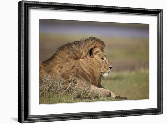 Lion (Panthera Leo), Serengeti National Park, Tanzania, East Africa, Africa-James Hager-Framed Photographic Print