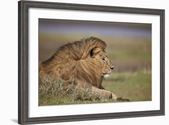 Lion (Panthera Leo), Serengeti National Park, Tanzania, East Africa, Africa-James Hager-Framed Photographic Print