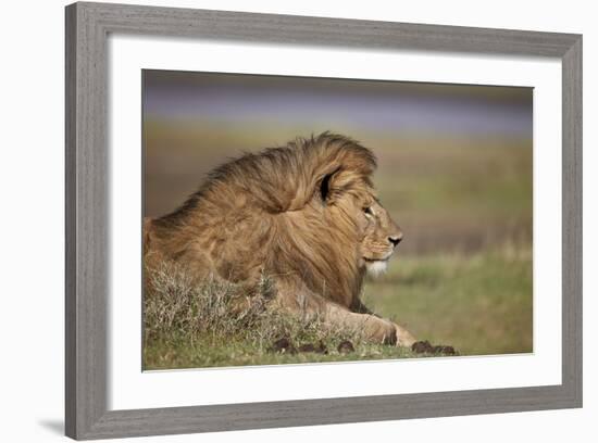 Lion (Panthera Leo), Serengeti National Park, Tanzania, East Africa, Africa-James Hager-Framed Photographic Print