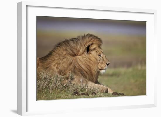 Lion (Panthera Leo), Serengeti National Park, Tanzania, East Africa, Africa-James Hager-Framed Photographic Print