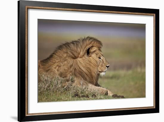 Lion (Panthera Leo), Serengeti National Park, Tanzania, East Africa, Africa-James Hager-Framed Photographic Print