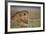 Lion (Panthera Leo), Serengeti National Park, Tanzania, East Africa, Africa-James Hager-Framed Photographic Print