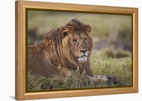 Lion (Panthera Leo), Serengeti National Park, Tanzania, East Africa, Africa-James Hager-Framed Premier Image Canvas