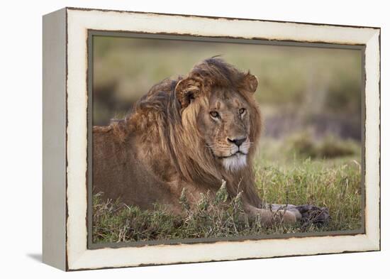 Lion (Panthera Leo), Serengeti National Park, Tanzania, East Africa, Africa-James Hager-Framed Premier Image Canvas