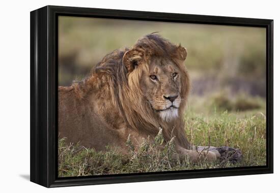 Lion (Panthera Leo), Serengeti National Park, Tanzania, East Africa, Africa-James Hager-Framed Premier Image Canvas