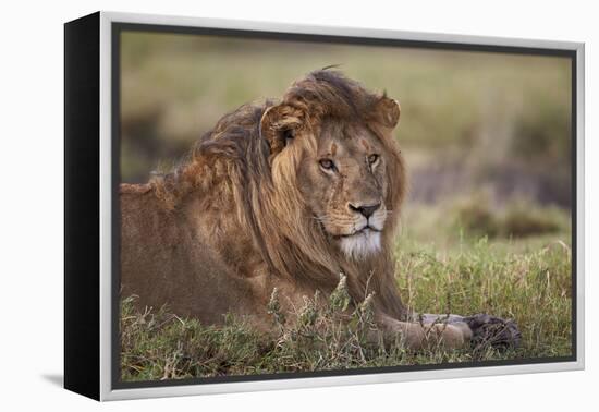 Lion (Panthera Leo), Serengeti National Park, Tanzania, East Africa, Africa-James Hager-Framed Premier Image Canvas