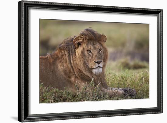 Lion (Panthera Leo), Serengeti National Park, Tanzania, East Africa, Africa-James Hager-Framed Photographic Print