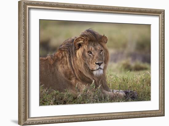 Lion (Panthera Leo), Serengeti National Park, Tanzania, East Africa, Africa-James Hager-Framed Photographic Print