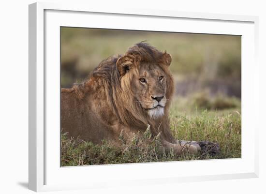 Lion (Panthera Leo), Serengeti National Park, Tanzania, East Africa, Africa-James Hager-Framed Photographic Print