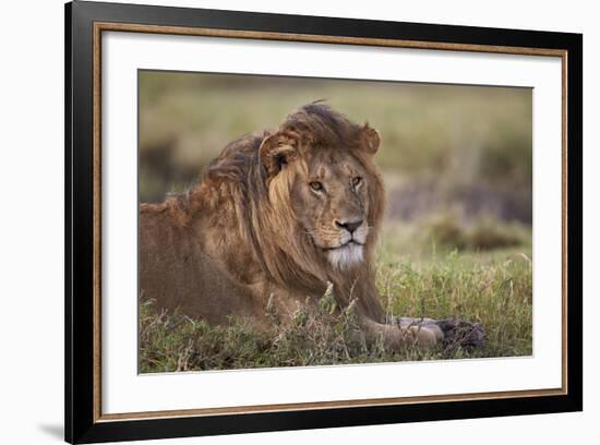 Lion (Panthera Leo), Serengeti National Park, Tanzania, East Africa, Africa-James Hager-Framed Photographic Print