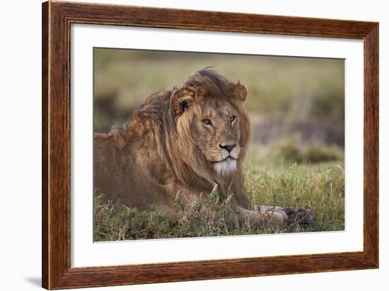 Lion (Panthera Leo), Serengeti National Park, Tanzania, East Africa, Africa-James Hager-Framed Photographic Print