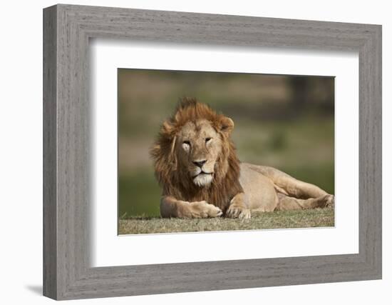 Lion (Panthera Leo), Serengeti National Park, Tanzania, East Africa, Africa-James Hager-Framed Photographic Print