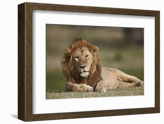 Lion (Panthera Leo), Serengeti National Park, Tanzania, East Africa, Africa-James Hager-Framed Photographic Print