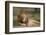 Lion (Panthera Leo), Serengeti National Park, Tanzania, East Africa, Africa-James Hager-Framed Photographic Print