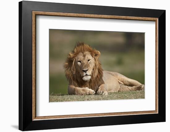 Lion (Panthera Leo), Serengeti National Park, Tanzania, East Africa, Africa-James Hager-Framed Photographic Print