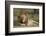 Lion (Panthera Leo), Serengeti National Park, Tanzania, East Africa, Africa-James Hager-Framed Photographic Print