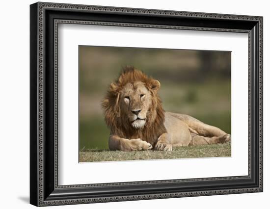 Lion (Panthera Leo), Serengeti National Park, Tanzania, East Africa, Africa-James Hager-Framed Photographic Print