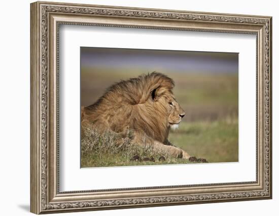 Lion (Panthera Leo), Serengeti National Park, Tanzania, East Africa, Africa-James Hager-Framed Photographic Print