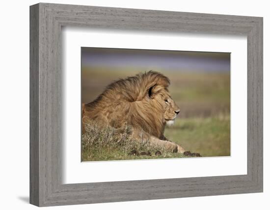 Lion (Panthera Leo), Serengeti National Park, Tanzania, East Africa, Africa-James Hager-Framed Photographic Print