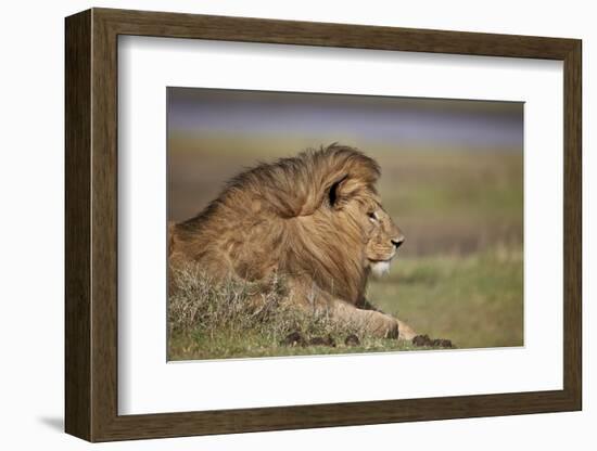 Lion (Panthera Leo), Serengeti National Park, Tanzania, East Africa, Africa-James Hager-Framed Photographic Print