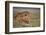 Lion (Panthera Leo), Serengeti National Park, Tanzania, East Africa, Africa-James Hager-Framed Photographic Print