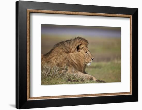 Lion (Panthera Leo), Serengeti National Park, Tanzania, East Africa, Africa-James Hager-Framed Photographic Print