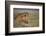 Lion (Panthera Leo), Serengeti National Park, Tanzania, East Africa, Africa-James Hager-Framed Photographic Print