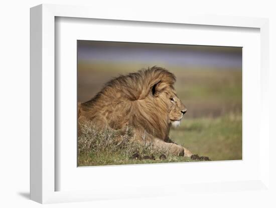 Lion (Panthera Leo), Serengeti National Park, Tanzania, East Africa, Africa-James Hager-Framed Photographic Print