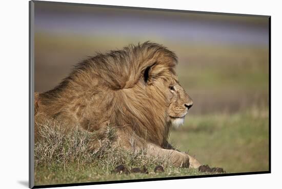 Lion (Panthera Leo), Serengeti National Park, Tanzania, East Africa, Africa-James Hager-Mounted Photographic Print