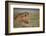 Lion (Panthera Leo), Serengeti National Park, Tanzania, East Africa, Africa-James Hager-Framed Photographic Print