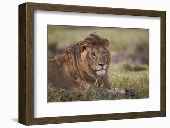 Lion (Panthera Leo), Serengeti National Park, Tanzania, East Africa, Africa-James Hager-Framed Photographic Print