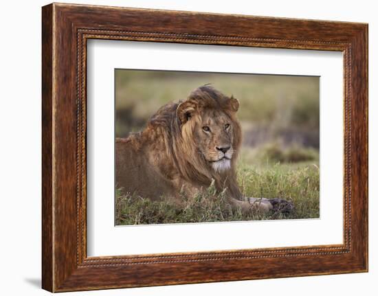 Lion (Panthera Leo), Serengeti National Park, Tanzania, East Africa, Africa-James Hager-Framed Photographic Print