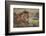 Lion (Panthera Leo), Serengeti National Park, Tanzania, East Africa, Africa-James Hager-Framed Photographic Print