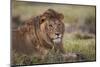 Lion (Panthera Leo), Serengeti National Park, Tanzania, East Africa, Africa-James Hager-Mounted Photographic Print