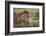 Lion (Panthera Leo), Serengeti National Park, Tanzania, East Africa, Africa-James Hager-Framed Photographic Print