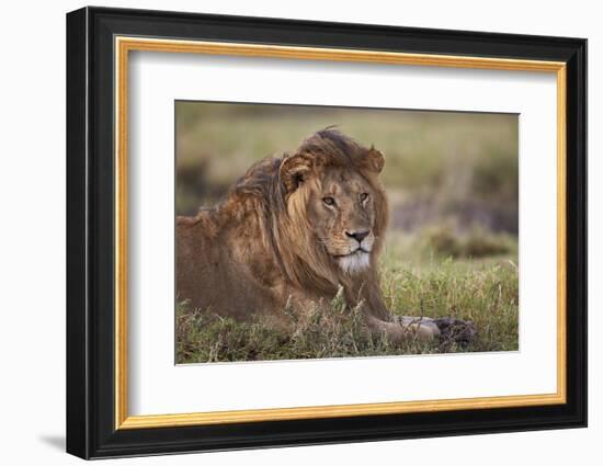 Lion (Panthera Leo), Serengeti National Park, Tanzania, East Africa, Africa-James Hager-Framed Photographic Print