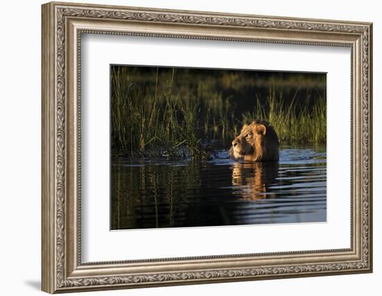 Lion (Panthera Leo) Swimming, Okavango Delta, Botswana-Wim van den Heever-Framed Photographic Print