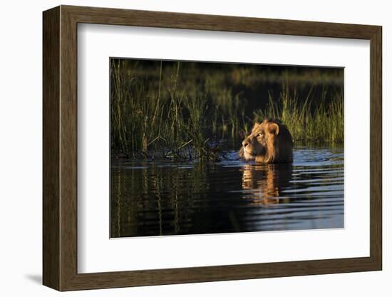 Lion (Panthera Leo) Swimming, Okavango Delta, Botswana-Wim van den Heever-Framed Photographic Print