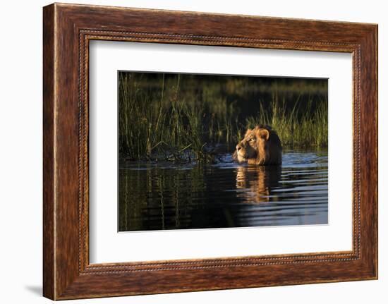 Lion (Panthera Leo) Swimming, Okavango Delta, Botswana-Wim van den Heever-Framed Photographic Print